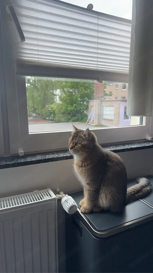 5 Monate alte BKH Kitten