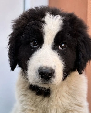 Rocco - Schwarz weißer Gentleman! 