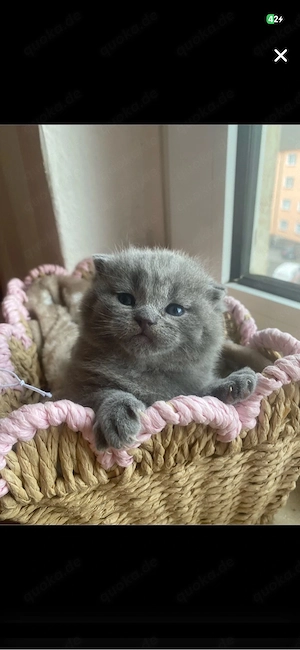 BKH kitten