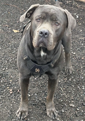 Labrador Old englisch bulldogge rüde 