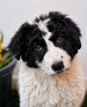 Mogli - wilder Wuschelkopf sucht dich!