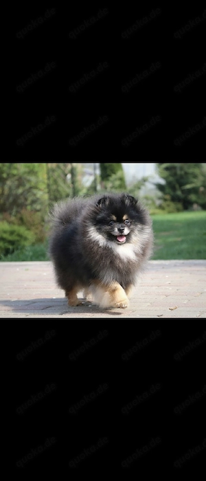 Pomeranian Black Tan Rüde 8 Monate Stammbaum