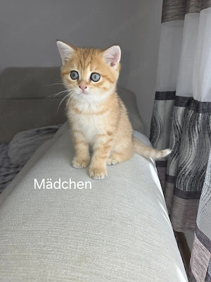 Bkh kitten in Golden Shaded und Tabby