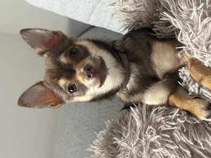 Pomchi Mädchen sucht Zuhause 