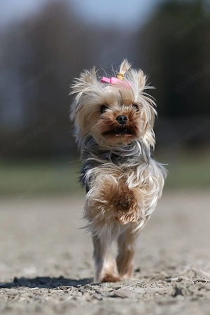 Yorkshire Terrier Girl