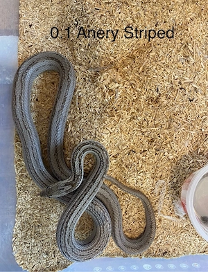 Pantheropis Guttatus 0.1 Anery Striped Kornnatter Weibchen