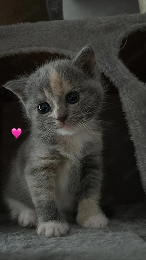 3 Wunderschöne Bhk mix kitten  Bild 2