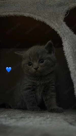 3 Wunderschöne Bhk mix kitten  Bild 4