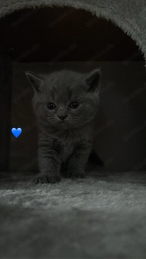 3 Wunderschöne Bhk mix kitten  Bild 5