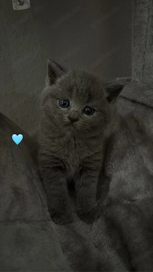 3 Wunderschöne Bhk mix kitten  Bild 3