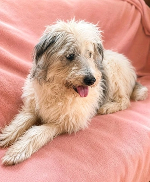 Bella - flauschige Omi sucht ihre Oase! Bild 2
