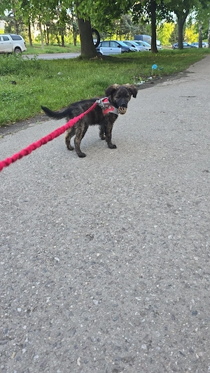 Jack Rassel australian shepherd Dackel Mix 
