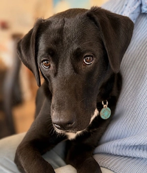 Blacky - schwarz weißer Charmeur sucht dich!