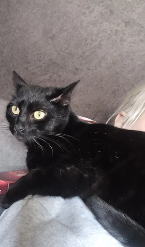 Hope (17 Mon.) & Sirius (10 Mon.) suchen wegen Umzug getrennt ein neues Zuhause