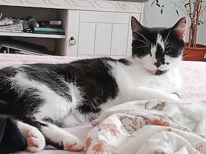 Miezi sucht neues Zuhause. 