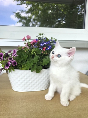 BKH Kitten :)
