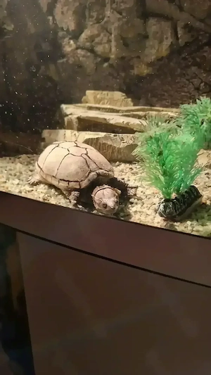 Sumpfschildkröte und 2 Saugwelse suchen ein neues Zuhause mit Aquarium 