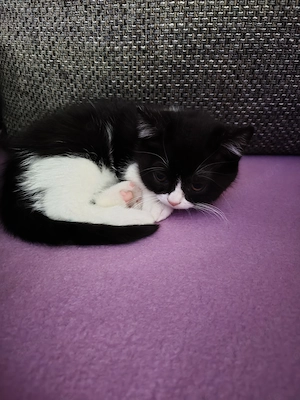 Liebes BKH Mädchen  Bild 5