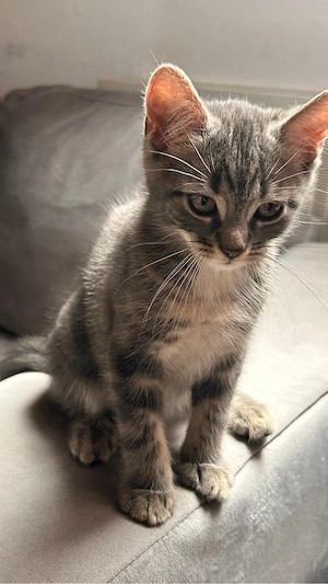 Süße Babykatze sucht liebevolles Zuhause Bild 2