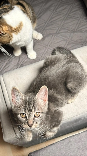 Süße Babykatze sucht liebevolles Zuhause