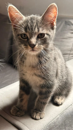 Süße Babykatze sucht liebevolles Zuhause Bild 3
