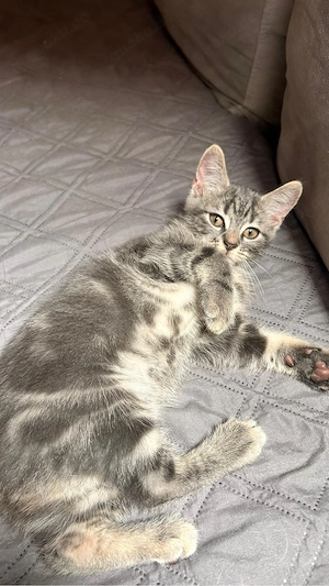 Süße Babykatze sucht liebevolles Zuhause Bild 4