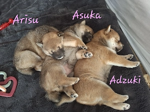 Reinrassige Shiba Inu Welpen (mädchen)