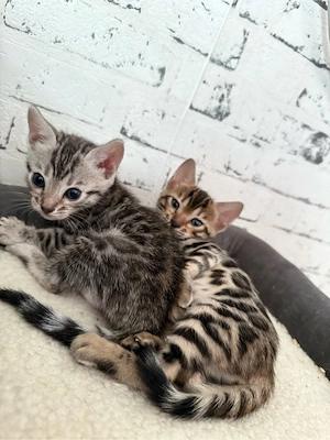 Reinrassige Bengal kitten  Bild 4