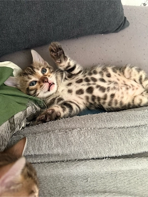 Reinrassige Bengal kitten  Bild 5