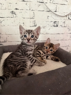 Reinrassige Bengal kitten  Bild 3