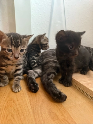 Reinrassige Bengal kitten 