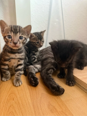 Reinrassige Bengal kitten  Bild 2