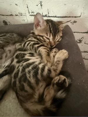 Reinrassige Bengal kitten  Bild 9
