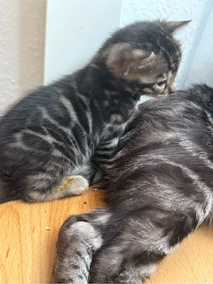 Reinrassige Bengal kitten  Bild 10