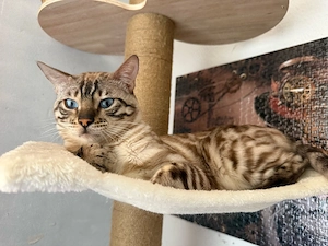Reinrassige Bengal kitten  Bild 6