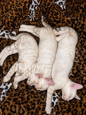 Bengal Toyger Kitten 