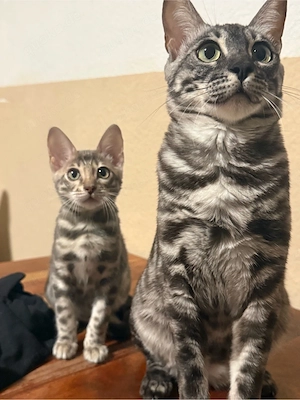 Reinrassige Bengal kitten  Bild 7
