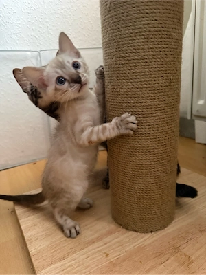 Reinrassige Bengal kitten  Bild 8