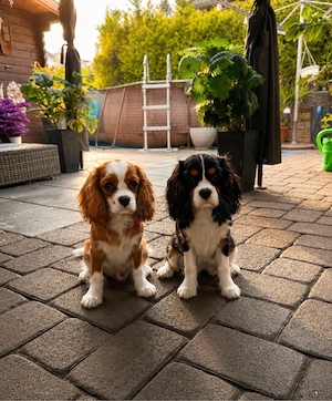 Cavalier King Charlls Spaniel