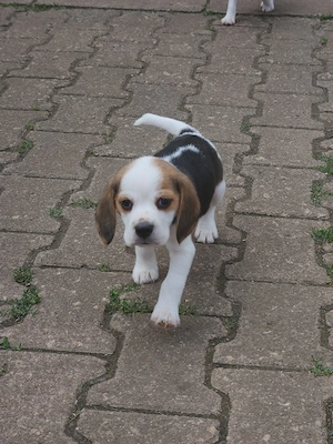 Beagle Welpen 
