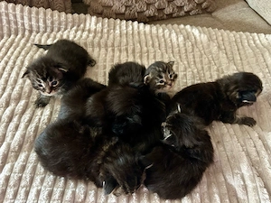 Main Coon Kitten 