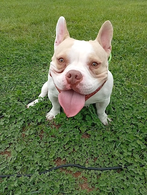 American Bulldogge 