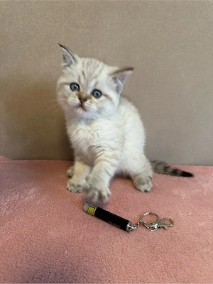 Katzenbabys Kitten 