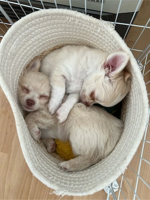 Chihuahua welpen