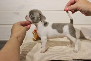 Bezaubernde Chihuahua-Welpen suchen ein neues Zuhause