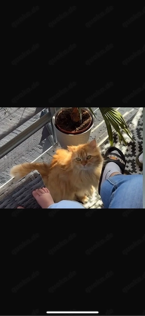 Zwei wunderschöne orangefarbene Kater