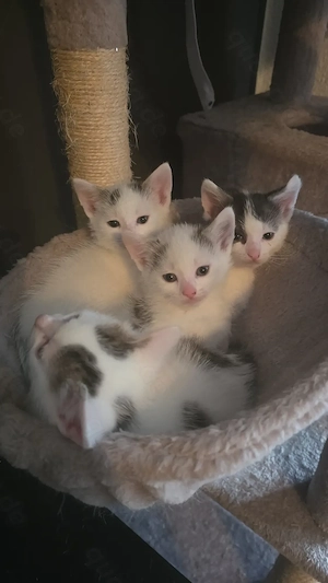 Katzen Babys in weiß mit schwarzen Flecken abzugeben.