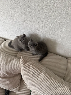 Britisch kurzhaar kitten 