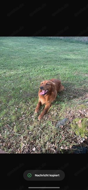 Golden Retriever ( Hofhund ) zu verkaufen 