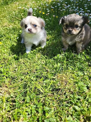 Zwei Chihuahua Welpen suchen ein neues Zuhause.  Bild 3